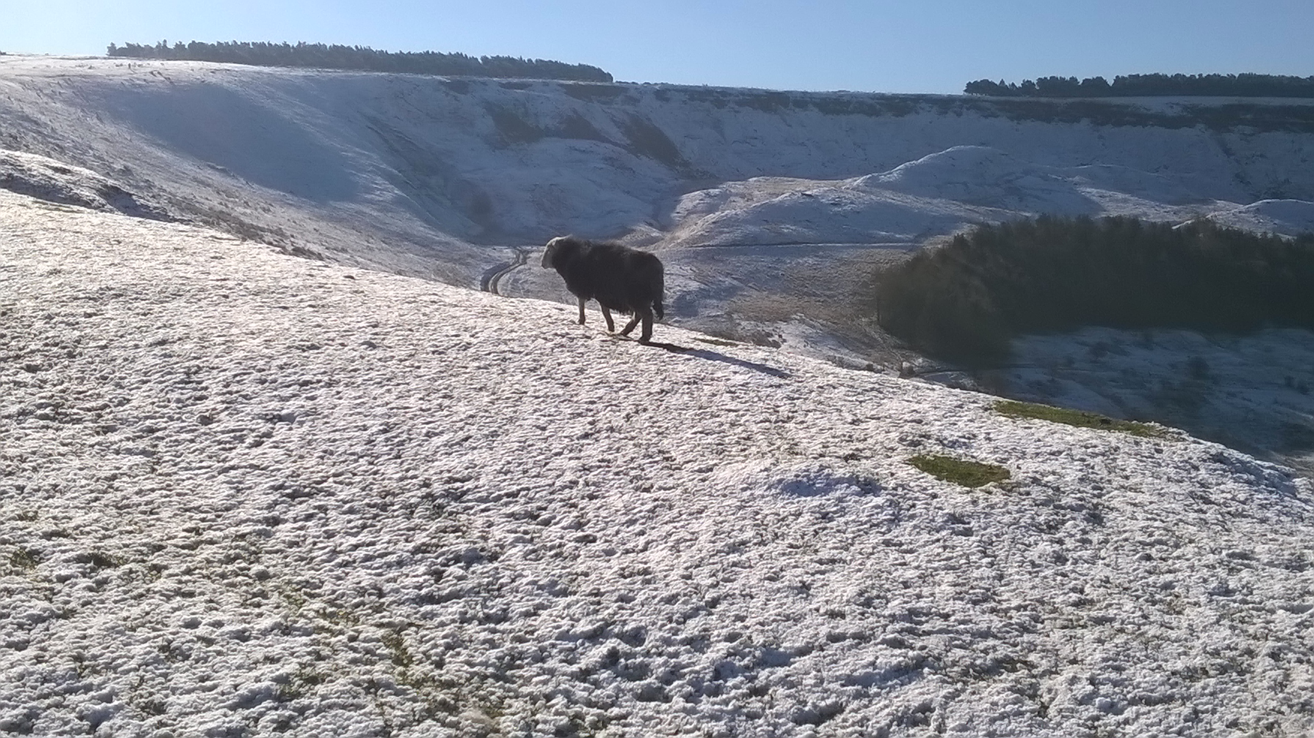Cown Edge 009